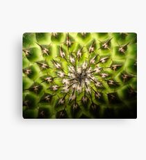 Top of cactus Canvas Print
