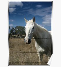 Horse Poster