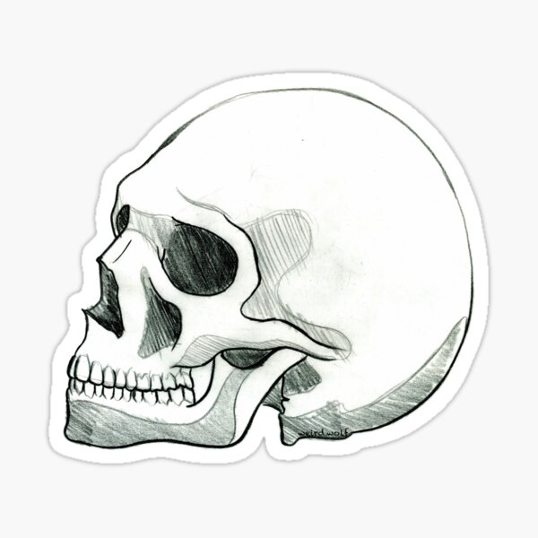 Skull Study Sticker