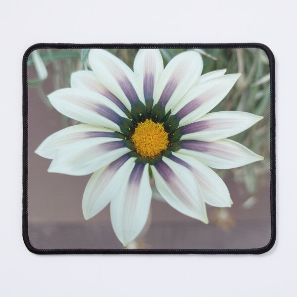 Item preview, White Purple Gazania designed and sold by sereneL.