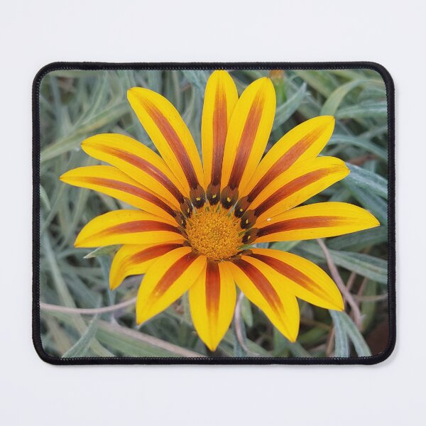 Item preview, Yellow Red Gazania designed and sold by sereneL.