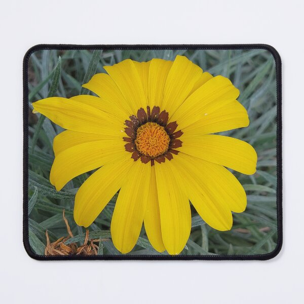 Item preview, Yellow Gazania designed and sold by sereneL.