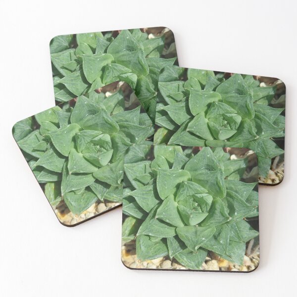 Item preview, Haworthia designed and sold by sereneL.
