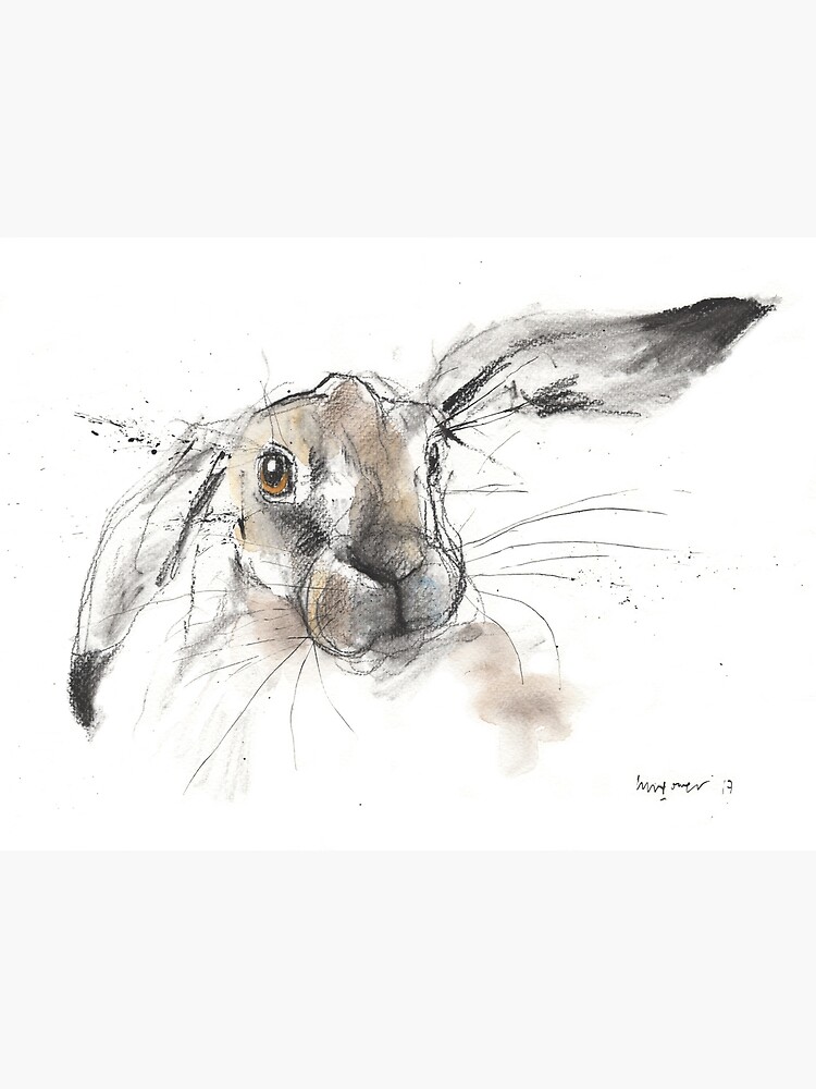 Hare store drawing in charcoal