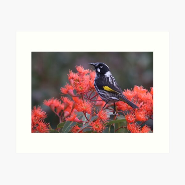 Item preview, New Holland Honeyeater amongst the blossom, designed and sold by NatBeautyKerri.