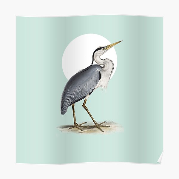 Fischreiher - Edward Lear Poster