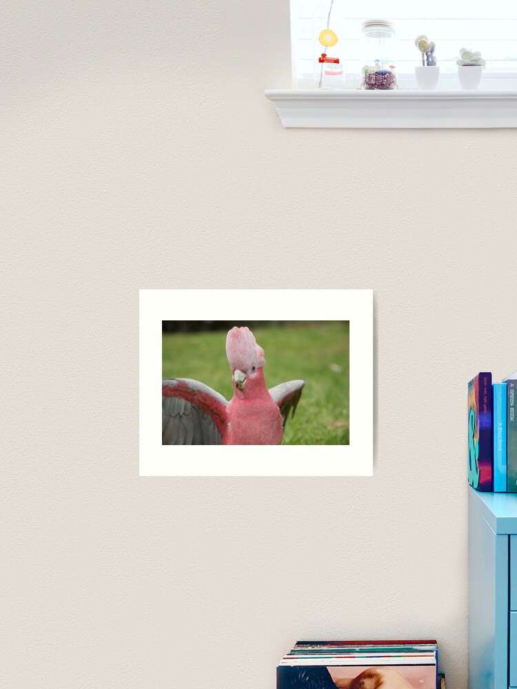 Thumbnail 2 of 3, Art Print, Galah showing off designed and sold by mistered.