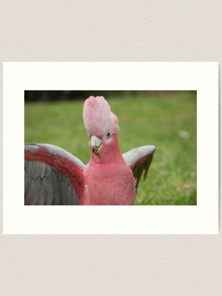 Thumbnail 1 of 3, Art Print, Galah showing off designed and sold by mistered.