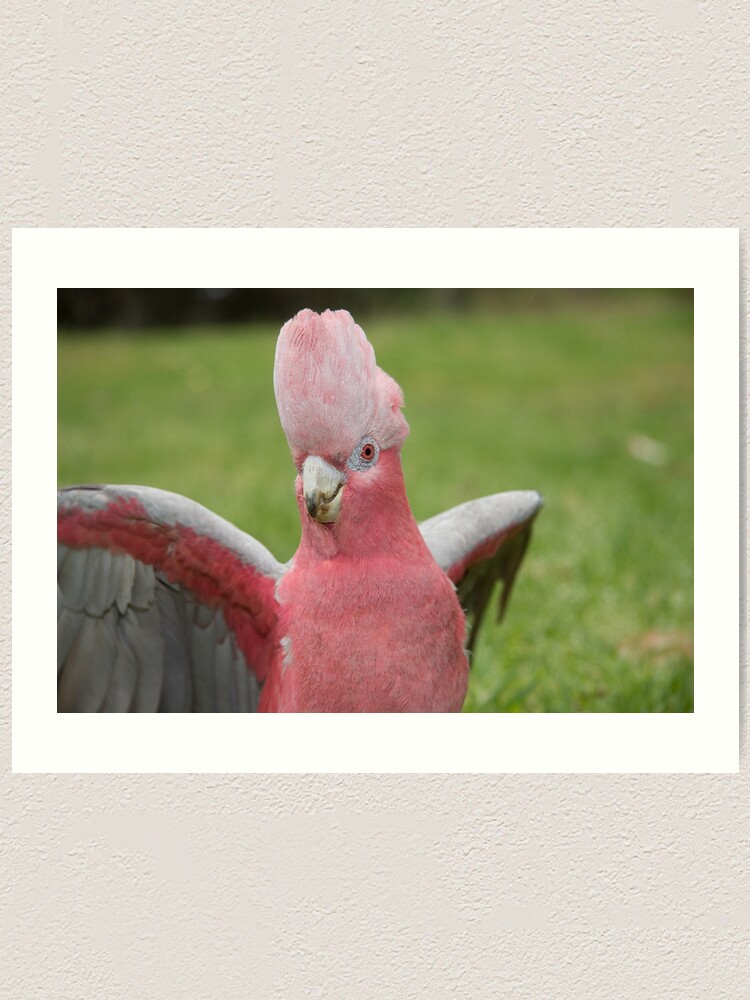Alternate view of Galah showing off Art Print