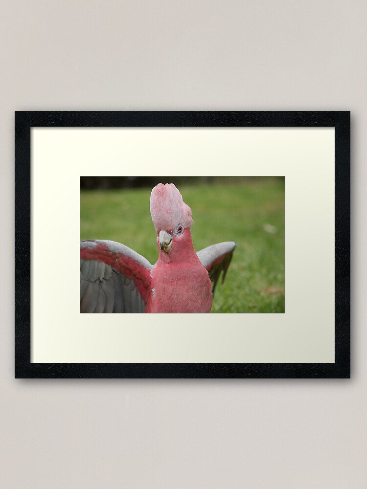 Alternate view of Galah showing off Framed Art Print