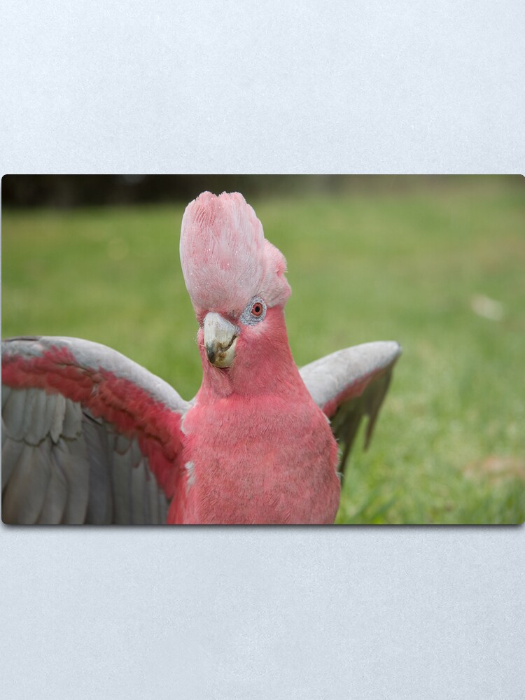 Alternate view of Galah showing off Metal Print