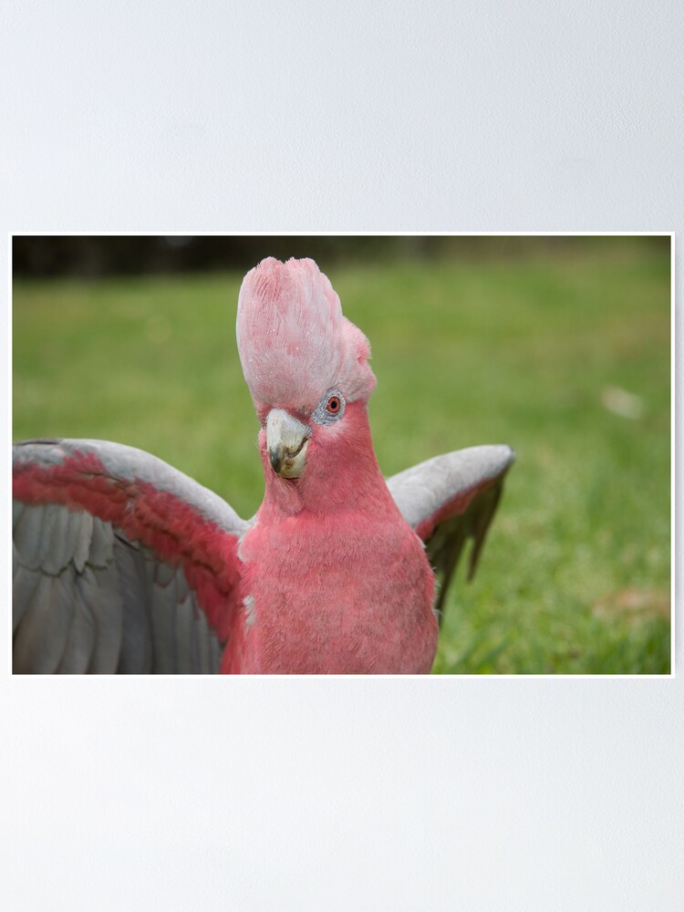 Alternate view of Galah showing off Poster