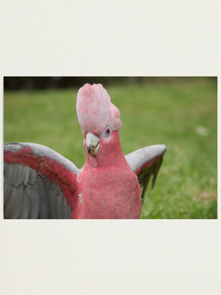 Alternate view of Galah showing off Photographic Print