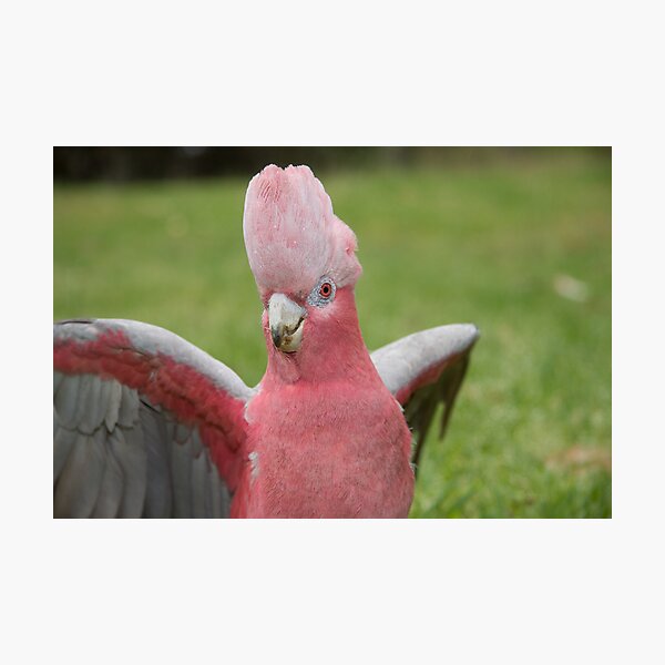 Galah showing off Photographic Print