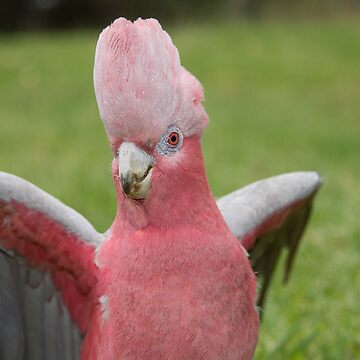 Artwork thumbnail, Galah showing off by mistered