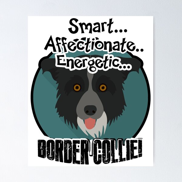 Item preview, Smart Affectionate Energetic Border Collie designed and sold by UnknownArtistt.