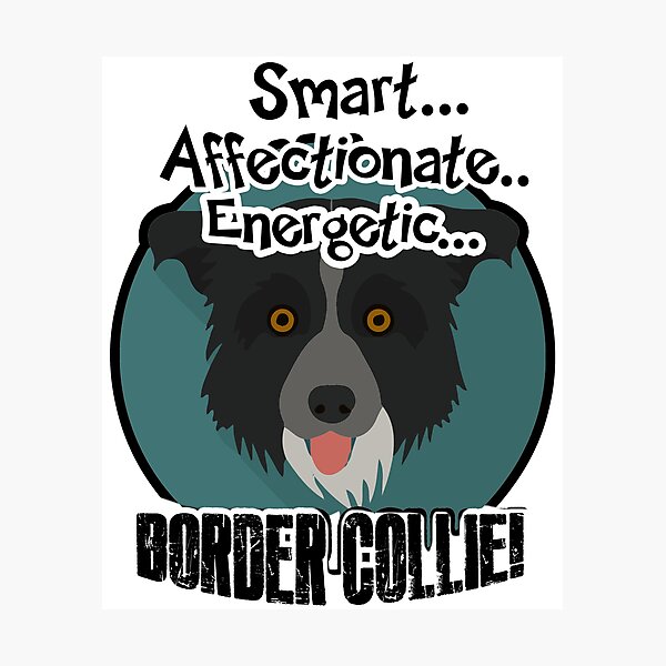Item preview, Smart Affectionate Energetic Border Collie designed and sold by UnknownArtistt.