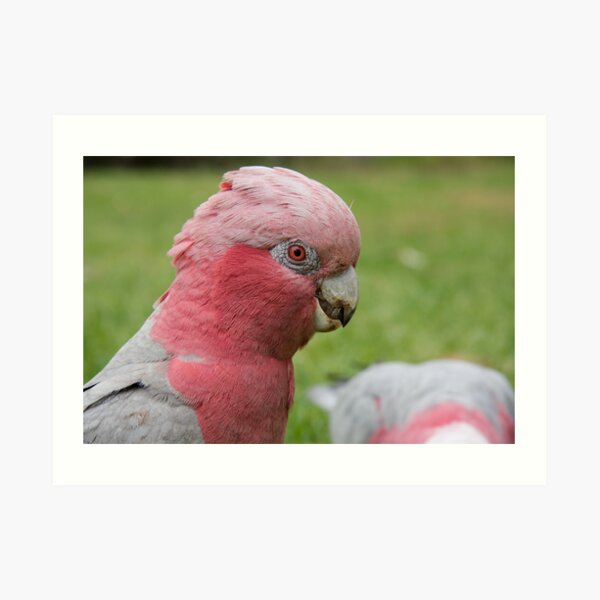 Pink & Grey Galah Art Print