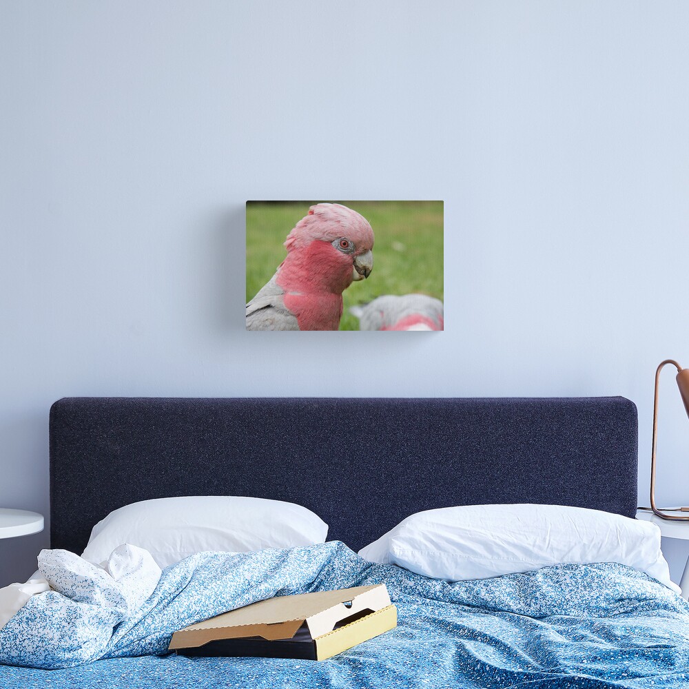 Pink & Grey Galah Canvas Print