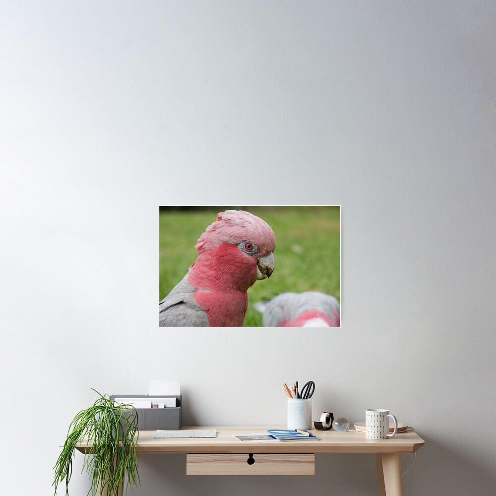 Pink & Grey Galah Poster