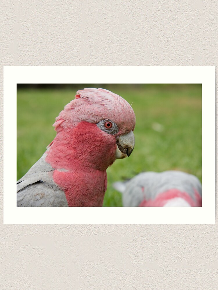 Alternate view of Pink & Grey Galah Art Print