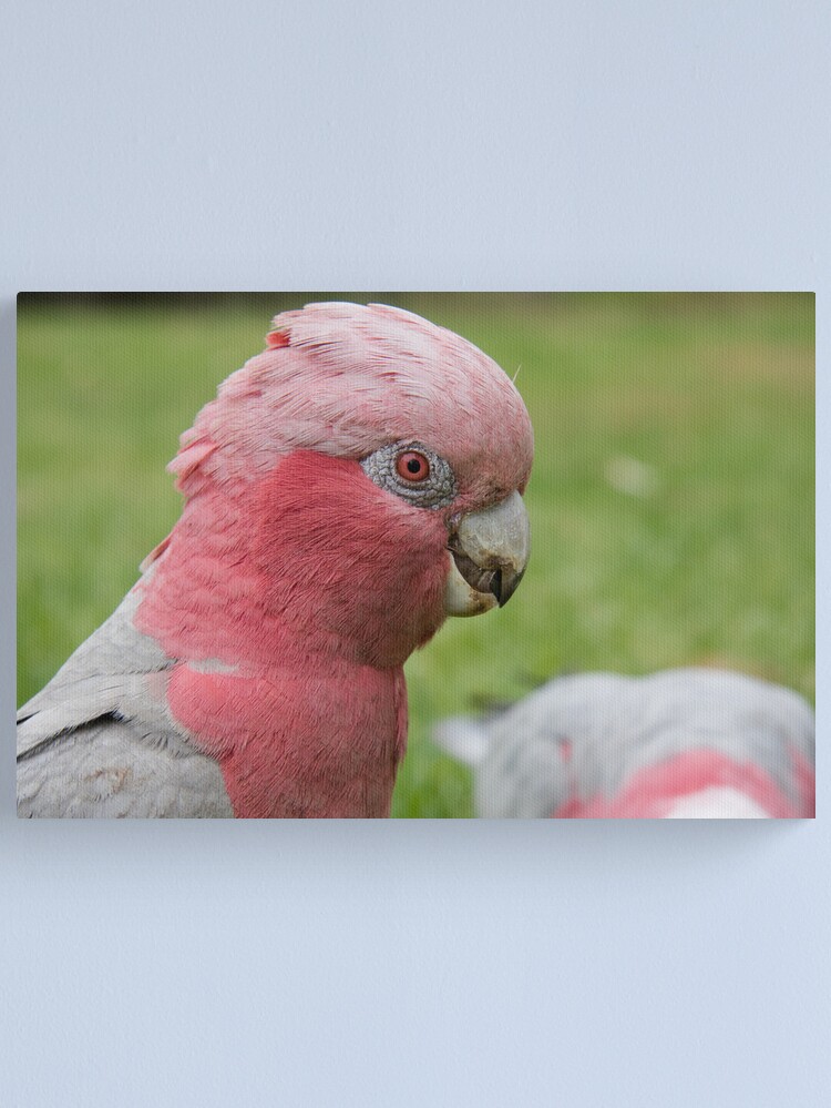 Alternate view of Pink & Grey Galah Canvas Print