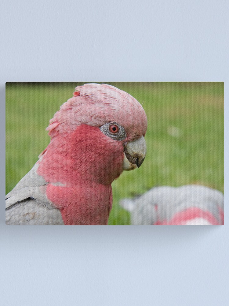 Alternate view of Pink & Grey Galah Canvas Print