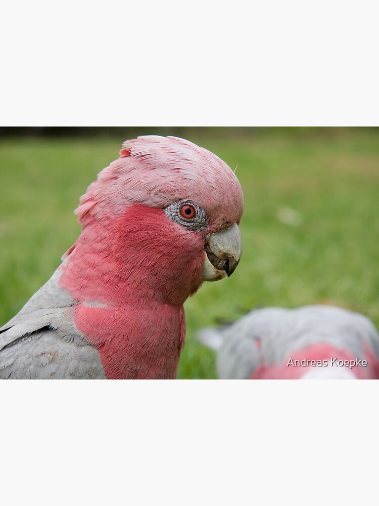 Pink & Grey Galah by mistered