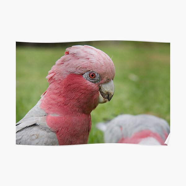Pink & Grey Galah Poster