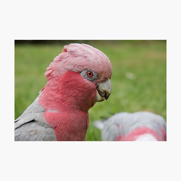 Pink & Grey Galah Photographic Print