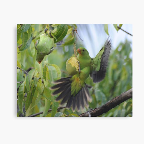 Mine! Canvas Print