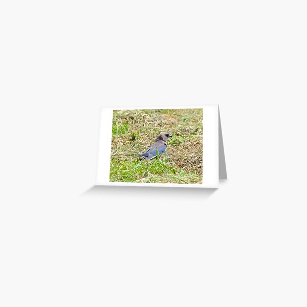 SWALLOW ~ Dusky Woodswallow ZYFYWLLP by David Irwin Greeting Card