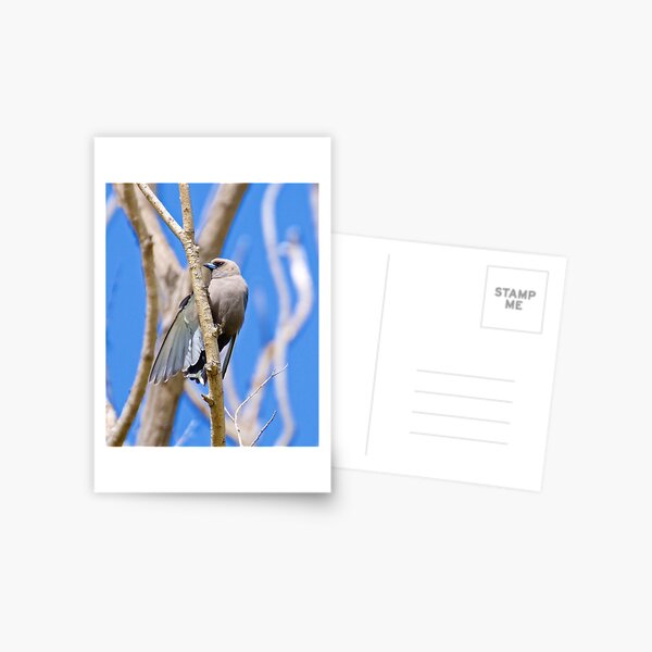 SWALLOW ~ Dusky Woodswallow 4223MTK9 by David Irwin ~ WO Postcard