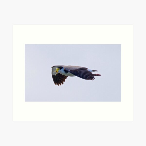 LAPWING ~ Masked Lapwing MBHZKAJP by David Irwin Art Print