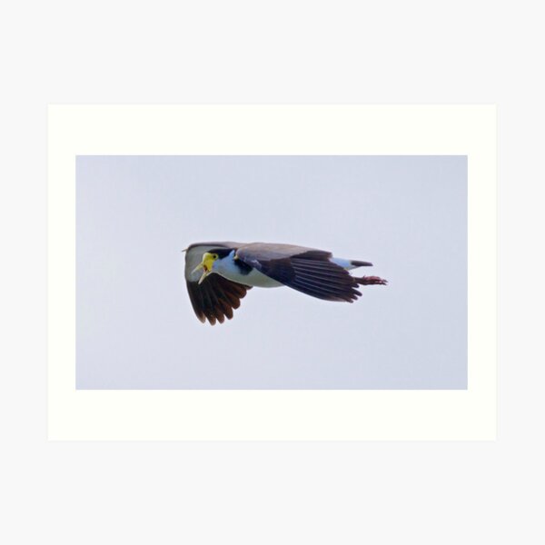 LAPWING ~ Masked Lapwing by David Irwin Art Print