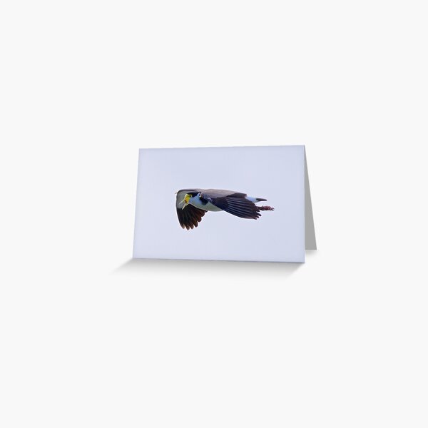 LAPWING ~ Masked Lapwing MBHZKAJP by David Irwin Greeting Card