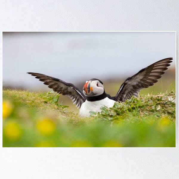 Item preview, Atlantic Puffin designed and sold by heidipics.