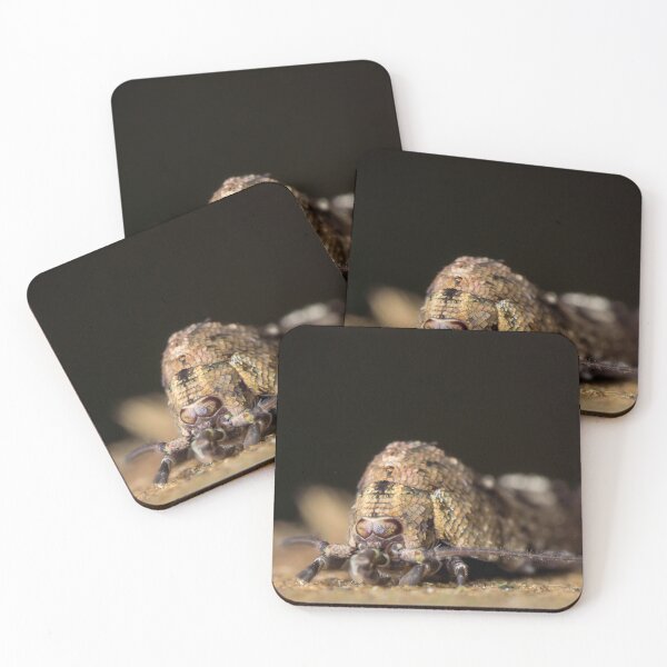 Item preview, Bristletail (Machilidae) designed and sold by AvonPerception.