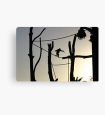 Taronga Zoo Canvas Print