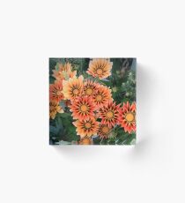 Gazanias in Canberra Photograph Acrylic Block