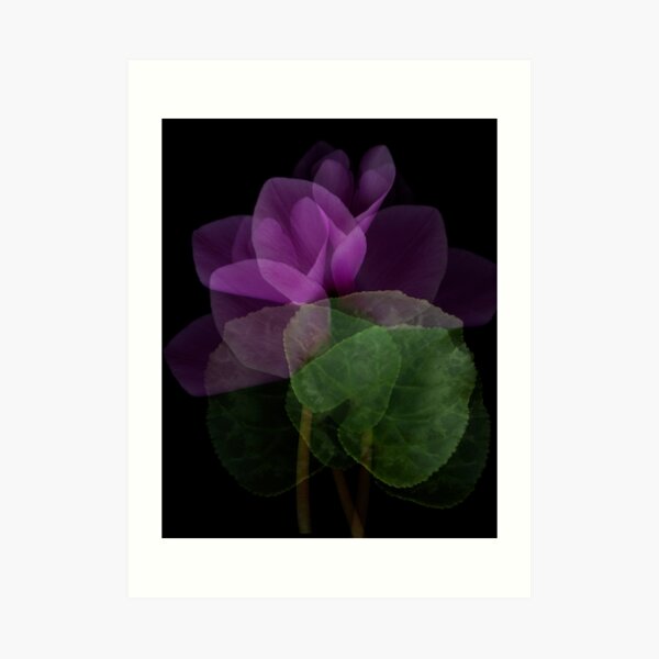 Shy Cyclamen Transparency Art Print