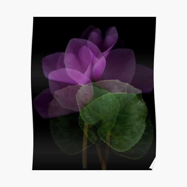 Shy Cyclamen Transparency Poster