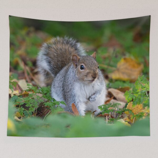 Item preview, Squirrel posters art prints t-shirts phone cases mugs etc designed and sold by craigewmcg123.