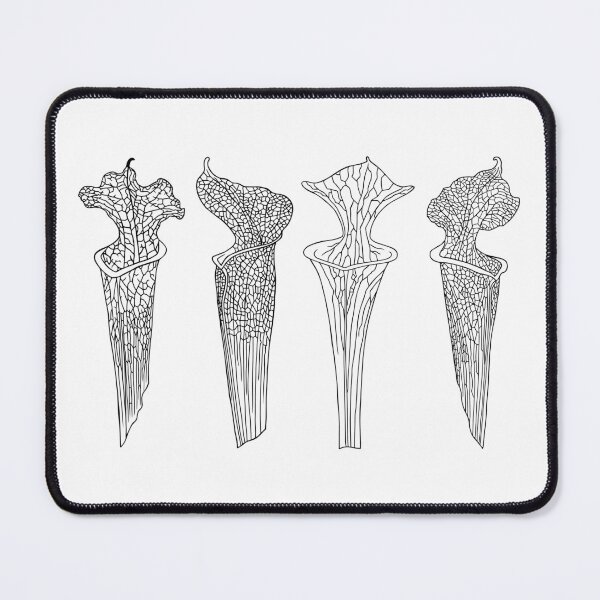 Item preview, Four Black Sarracenia Trumpet Pitchers  designed and sold by NepenthesArt.