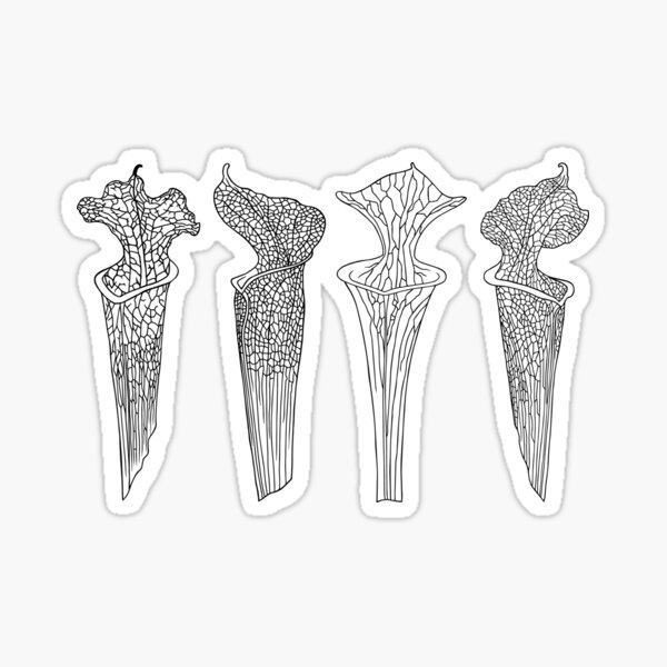 Item preview, Cuatro jarras de trompeta Sarracenia negra designed and sold by NepenthesArt.