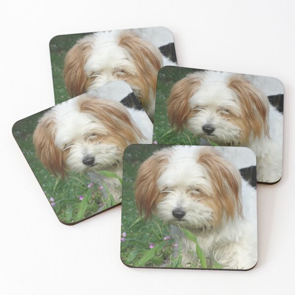 Item preview, "Lucca"  The Maltipoo  Maltese Dog Art Print nickbrayimages designed and sold by nickbrayimages.
