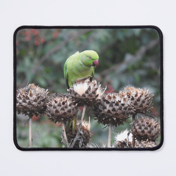 Item preview, Green Rose-ringed Parakeet on Cardoon seed-heads designed and sold by TwistedClassics.