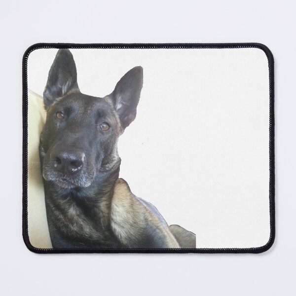 Item preview, Belgian Malinois dog relaxing designed and sold by mikoala50.