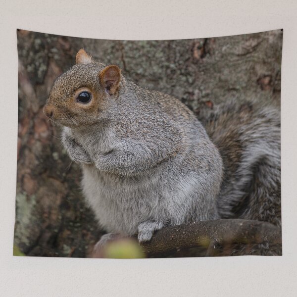 Item preview, Squirrel  designed and sold by craigewmcg123.