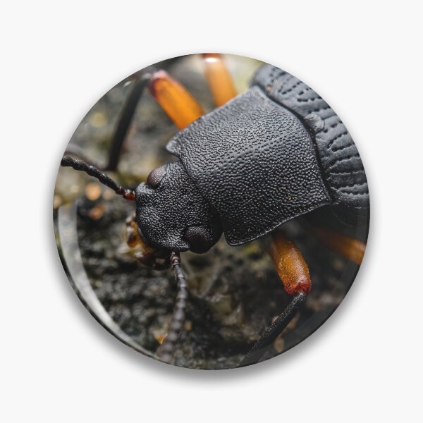Item preview, Darkling Beetle - Tenebrionidae designed and sold by AronsTinySafari.